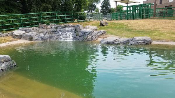 Zoo Elephant Pool Opening 7.13.16